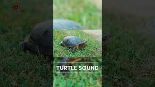 Real Turtle Sounds  High Quality  Cute Turtle Sound Experience  4K shorts [upl. by Sorensen]