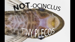 Smallest pleco  tiny relatives of Otocinclus  smallest plecos guide [upl. by Nnaaihtnyc]