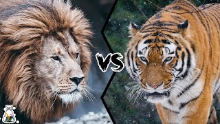 BARBARY LION VS SIBERIAN TIGER  Who Would Win [upl. by Holleran142]