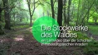 Die Stockwerke des Waldes  Einleitung [upl. by Ellehcin]