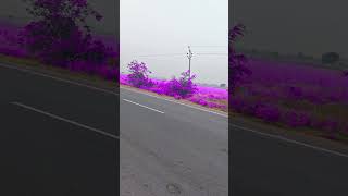 Purple land effect ytshorts [upl. by Jenni]