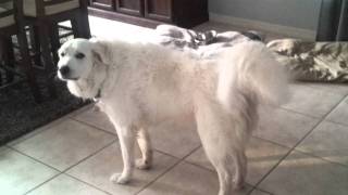 Great pyrenees barking [upl. by Agathe302]