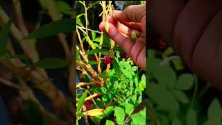 Balsam seeds harvesting ✨🪴 terrace garden gardening balsam plants seed harvesting video [upl. by Azer]