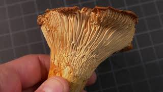 How to identify Chanterelle Mushrooms [upl. by Araem625]