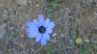 Catananche caerulea ou catananche bleue  cupidone bleue  cigalin [upl. by Otero]