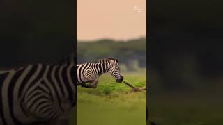 The Protectors Instinct Zebra Mothers Defend Their Foals from Cheetahs [upl. by Lalita]