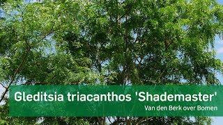 Gleditsia triacanthos Shademaster  Van den Berk over Bomen [upl. by Nylyaj673]