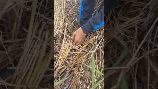 Top hand fishing catch fish under straw at field by best hand shots topfishing [upl. by Ytisahc396]