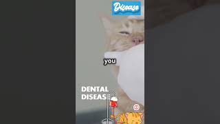 Cat Health Issues 1 Dental Disease [upl. by Alletneuq]