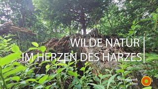 Nationalpark Harz  Wilde Natur im Herzen des Harzes [upl. by Ricketts953]