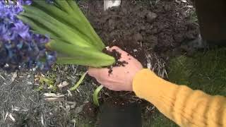 2 the Garden How to Plant Easter Plants Outside [upl. by Harilda]