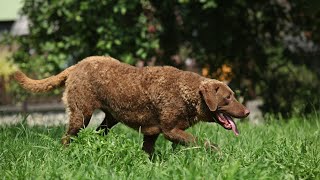 Exploring the Great Outdoors with a Chesapeake Bay Retriever [upl. by Llerehs]