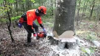 Working with chainsaws Cutting with bore [upl. by Amari648]