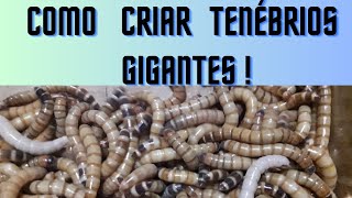 COMO CRIAR TENÉBRIOS GIGANTES Parte 1 [upl. by Barren]