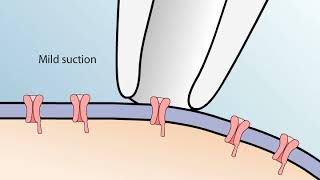 The Patch Clamp Method [upl. by Eive341]