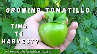 Growing Tomatillos When to Pick Them and other assorted TOMATILLO info [upl. by Airamak]