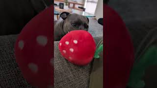 Subtle Staffy letting me know its Playtime 😂 bluestaffy dog englishstaffy [upl. by Caniff33]