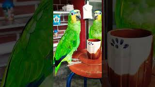 loros hablando jajaja 🤣😂😂😅 comedy funny cat pets loros viral funnyanimals [upl. by Arutek]