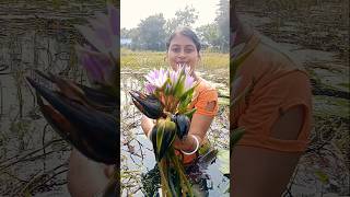 এত বড় সাপলার ঢ্যাপ পেলাম আজ ।। Waterlily flower seeds floweringplant waterlilypond flower viral [upl. by Etnaid740]