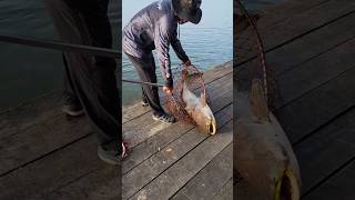 Thailand Fishing Park thailand fishing bangkok fishingtips travel [upl. by Gustave]