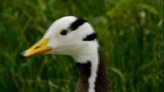 Head of a Barheaded Goose Anser indicus  Kopf einer Streifengans bzw Indischen Gans 1 [upl. by Lennaj]