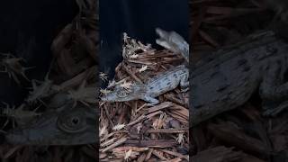 Crocodiles VS Crickets Shorts short animal wildlife crocodile nature [upl. by Aerdnaeel]