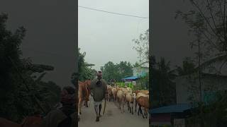 Semmari Aadu kootam 🐐🐐🐐tamil vlogtravelfoodssamayalminivlogcookinggoatdance [upl. by Birdie283]