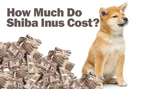 How Much Do Shiba Inu Puppies Cost [upl. by Ylicic]