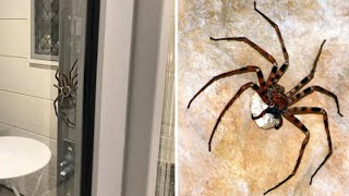 Giant Huntsman Spider Was Blocking The Couples Door in Australia [upl. by Akehsyt]