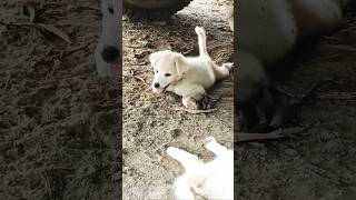 Dog sound puppies cutedogs doglove [upl. by Airpac]