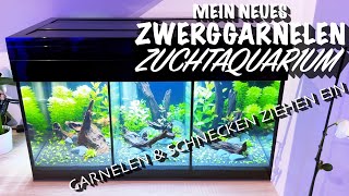 Mein neues Zwerggarnelen Zuchtaquarium  Garnelen amp Schnecken ziehen ein [upl. by Capone730]