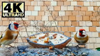 Christmas Bird Feeder  Nature  Videos for Cats  ASMR [upl. by Chalmer631]