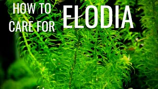 How To Care For And Propagate Elodia AKA Anacharis [upl. by Inverson12]