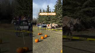 Pumpkin Festivalsatisfying shortvideo youtubeshortsfyp [upl. by Ialocin]