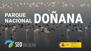 Parque Nacional de Doñana marisma Andalucía España [upl. by Persis]