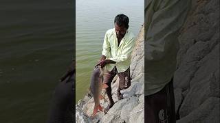 Fish Man Changing big Rohu fish ball sat fishing Shorts [upl. by Ellienad]