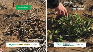 Find out how Nufarm DROPZONE compares in our Toowoomba Field Demonstration [upl. by Nortad484]