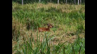 Sitatunga antelope in Odense Zoo [upl. by Colette]