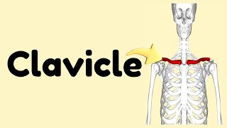 Clavicle [upl. by Anilek]