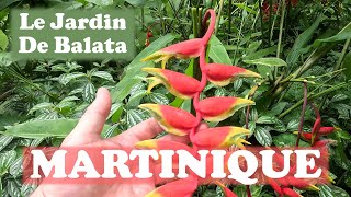 MARTINIQUE ➡️ Le Jardin de Balata 🌺 [upl. by Ellecrad]