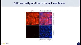 Creation of Optimized Renal Transport Models [upl. by Eloken740]