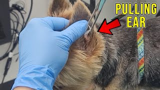 Dog Ear Cleaning And Pulling Hair [upl. by Erlond]