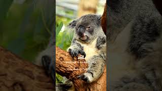 Koalas A Peek into the Lives of Australias Cuddly Icons [upl. by Glass]