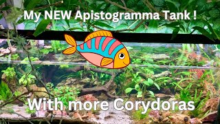 My NEW Apistogramma Tanks [upl. by Drwde]