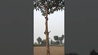 THE WORST SNAKES That Can CLIMB TREES Exposed [upl. by Assil]