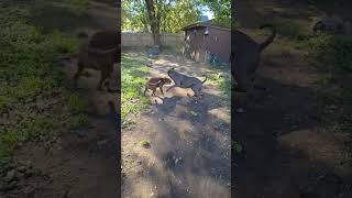 Dust bowl 2024 MapleThePittie MrAsh playing outside pitbull shorts funtime [upl. by Imeka]