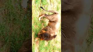 Asiatic Lion eating grass [upl. by Pat]