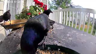 Daily Grackles being Grackles and visiting with a young one [upl. by Eugene144]