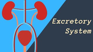 Excretory System  Kidneys Skin and Lungs eliminating waste [upl. by Nayarb]