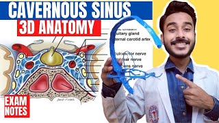 Cavernous Sinus Anatomy 3D  relations of cavernous sinus  tributaries of cavernous sinus anatomy [upl. by Htiduj379]